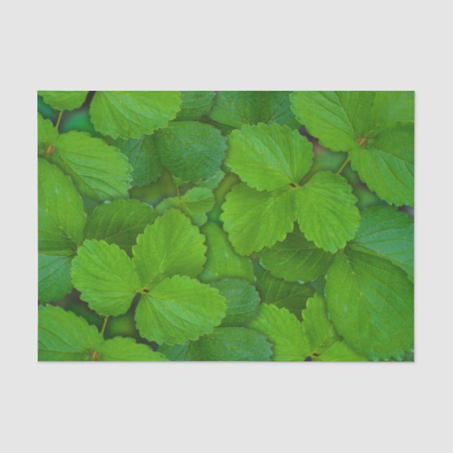 Blätter der Heiligen Basil Tulsi Grüne Münze Seidenpapier (Vorderseite)