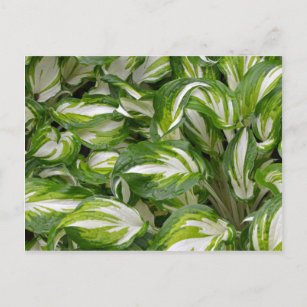 Blätter der Hosta in grün und weiß gestreift Postkarte