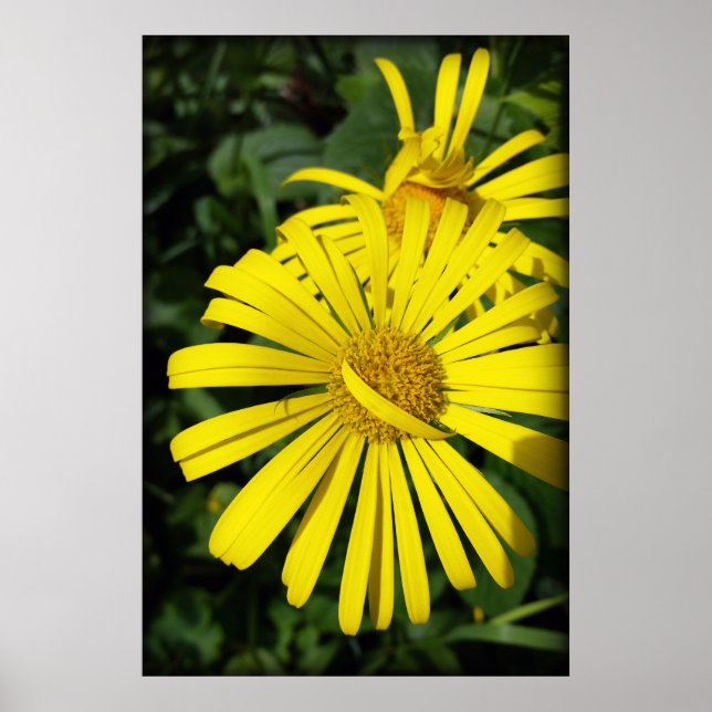 Blätter der Rebellen Poster (Vorne)