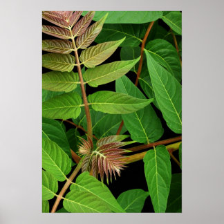 Blätter des Himmels Poster