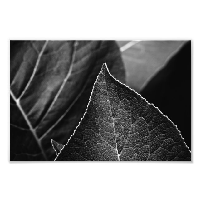 Blätter Fotodruck (Vorne)