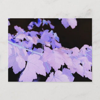 Blätter~ Fotografie von Lauren Perry~ Postkarte