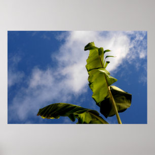 Blätter für Banana Tree Poster