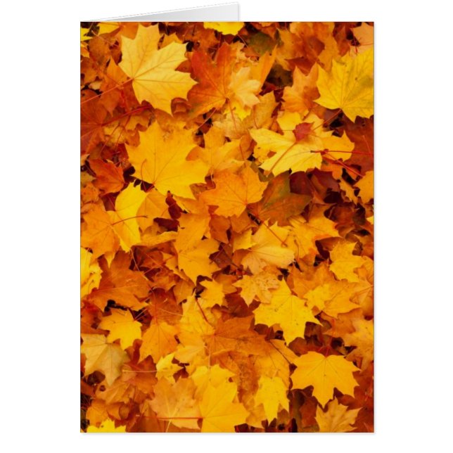 Blätter für die Herbstgelbe Maple (Vorne)