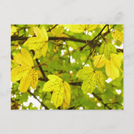 Blätter für Gelbe Feldmaske Postkarte