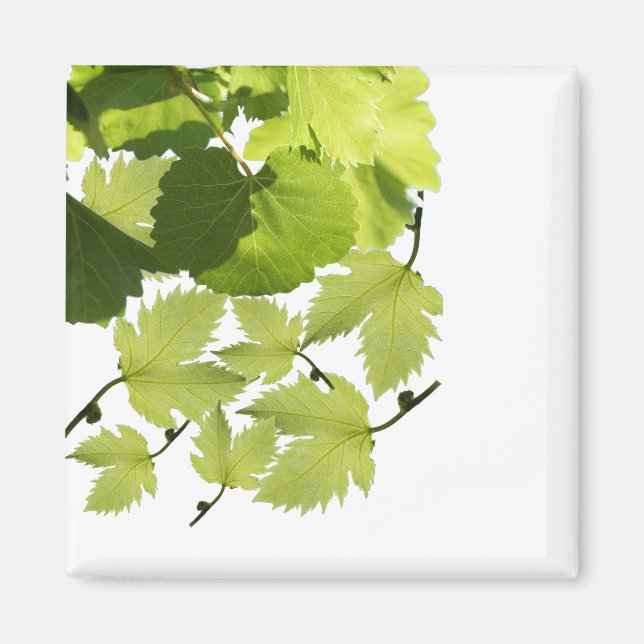 Blätter für grünen Weinbau Magnet (Vorne)