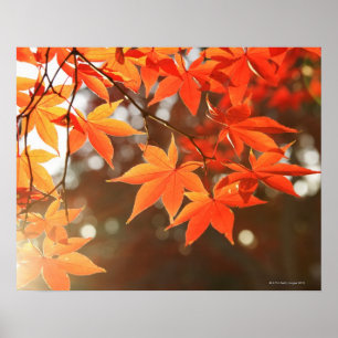 Blätter für rote Herbstmaple Poster