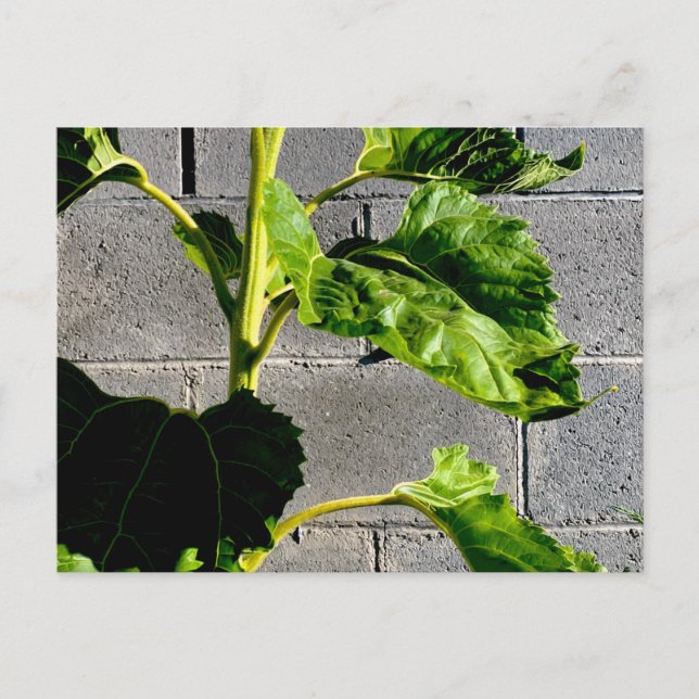 Blätter für Sonnenblumen Postkarte (Vorderseite)