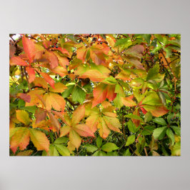 Blätter für wild lebende Weintrauben im Herbst Poster