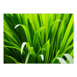Blätter im Garten