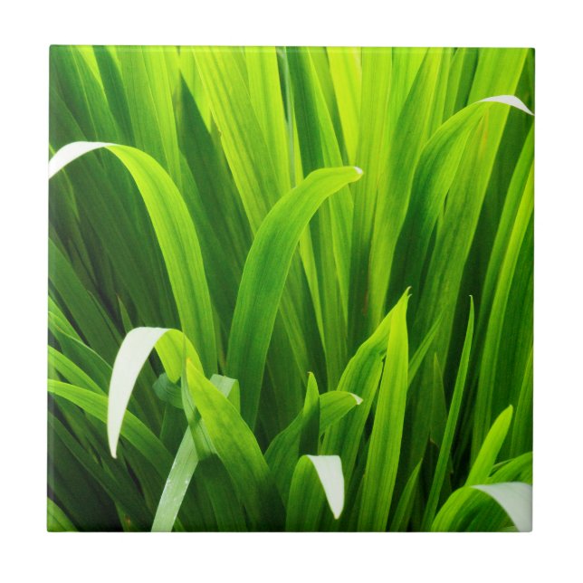 Blätter im Garten Fliese (Vorderseite)