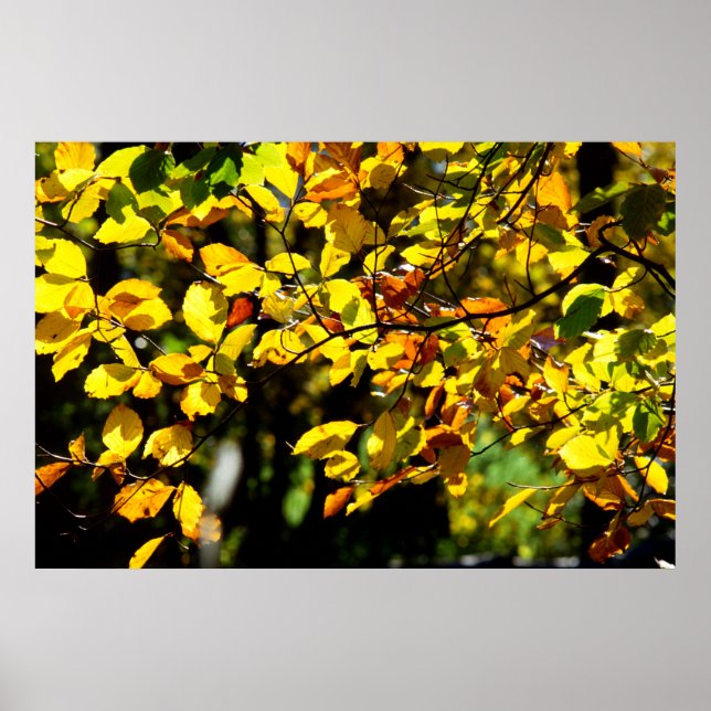 Blätter im Herbst Poster (Vorne)