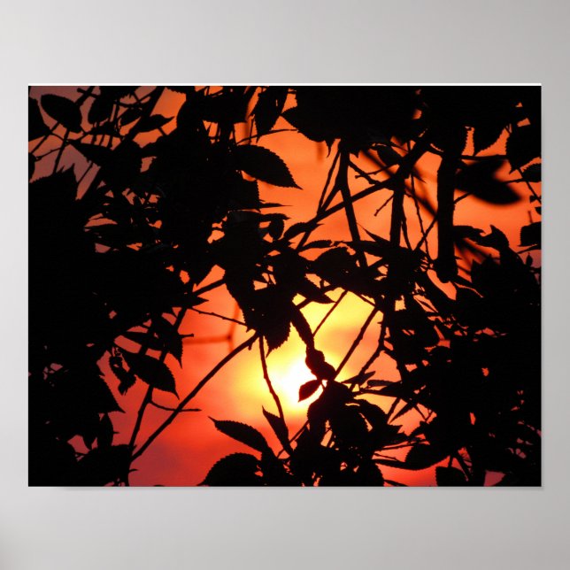 Blätter in der Sonne Poster (Vorne)