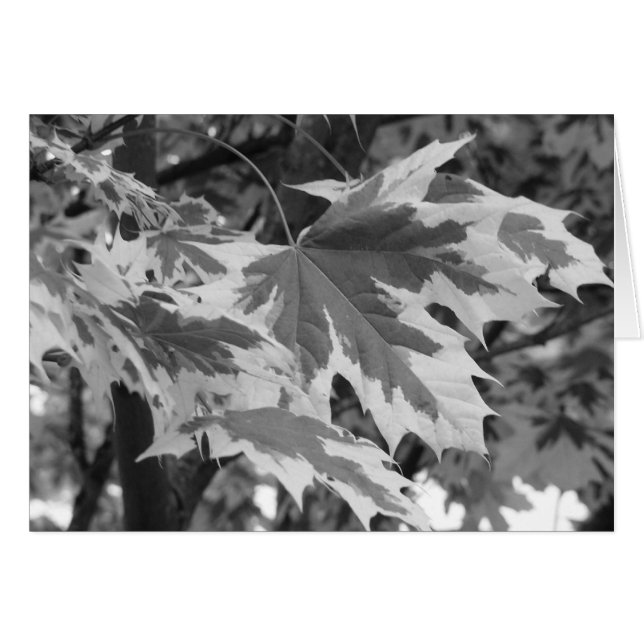 Blätter in Schwarz und Weiß (Vorderseite (Horizontal))