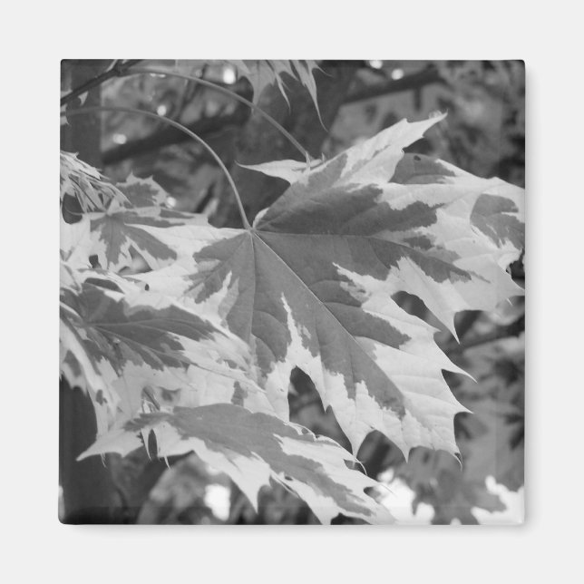 Blätter in Schwarz und Weiß Magnet (Vorne)