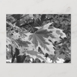 Blätter in Schwarz und Weiß Postkarte