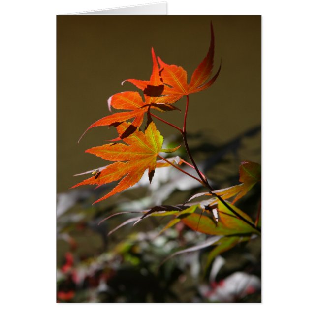 Blätter in Sonnenlicht (Vorne)