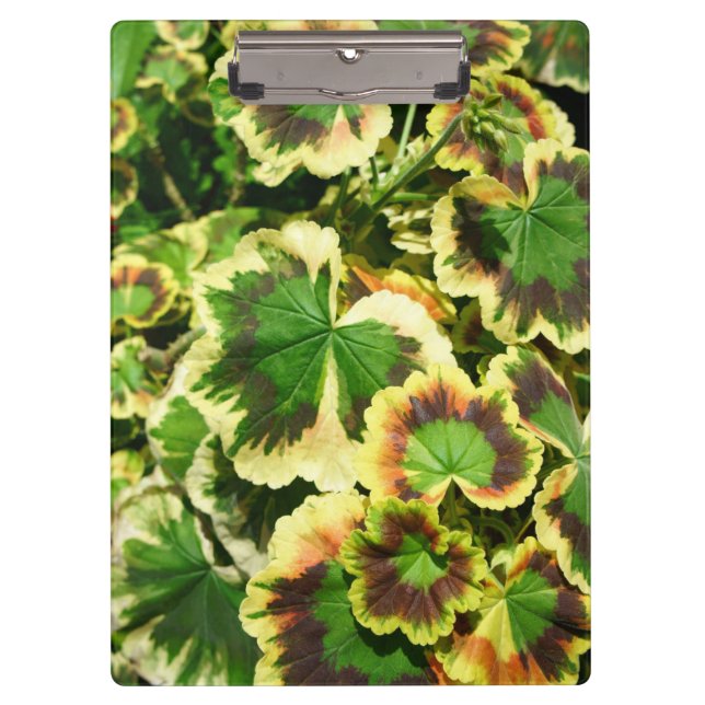 Blätter Klemmbrett (Vorderseite)