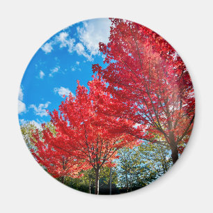 Blätter mit hellen Roten Bäumen im Herbst Magnet