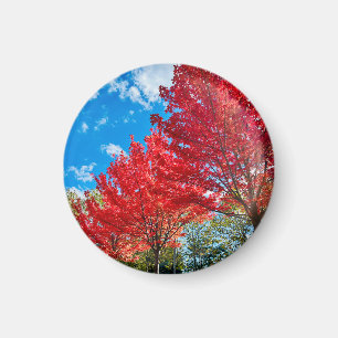 Blätter mit hellen Roten Bäumen im Herbst Magnet