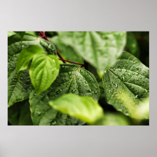 Blätter Poster