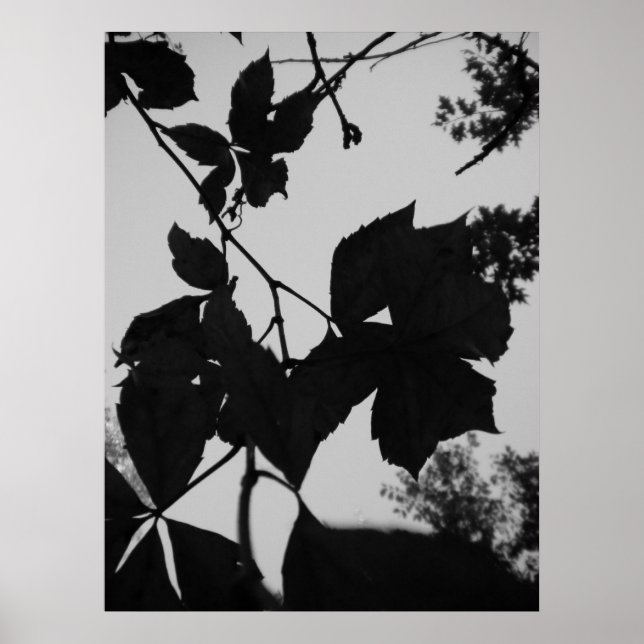 Blätter Poster (Vorne)