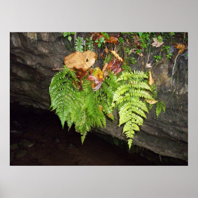 Blätter Poster (Vorne)