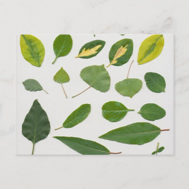 Blätter Postkarte (Vorderseite)