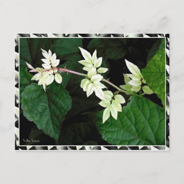 Blätter Postkarte (Vorderseite)