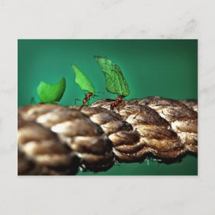 Blattfräser Anse Postkarte