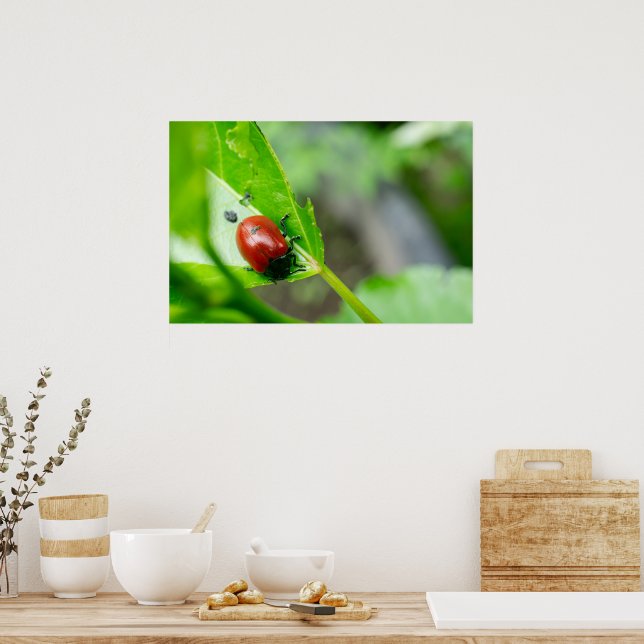 Blattkäfer auf Pflanze Poster (Küche)