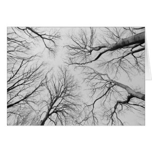 Blattlose Bäume in Thiepval Holz