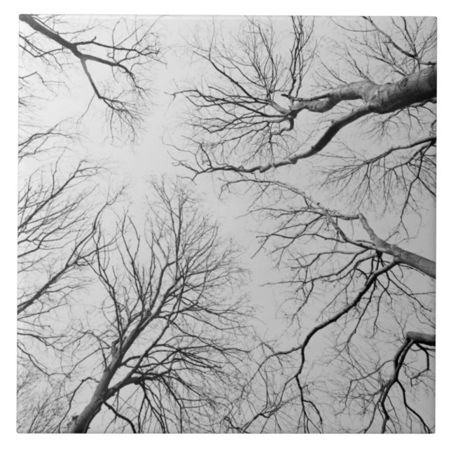 Blattlose Bäume in Thiepval Holz Fliese (Vorderseite)