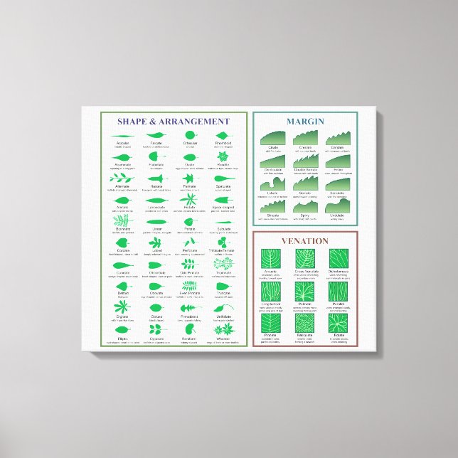 Blattmorphologie-Chart-Randform-Venation  Leinwanddruck (Vorderseite)