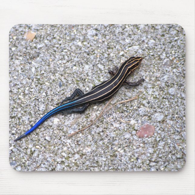 Blau angebundenes Skink mousepad (Vorne)