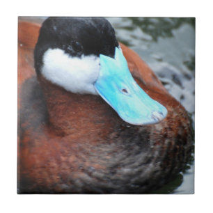 Blau berechnete Enten-Fliese Fliese