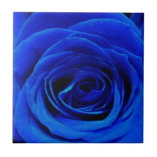 Blau blühende Blumen blauer Rose Fliese