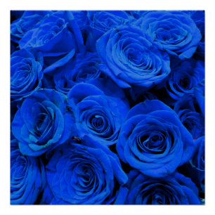 Blau blühende Blumen blauer Rose Poster