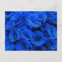 Blau blühende Blumen blauer Rose