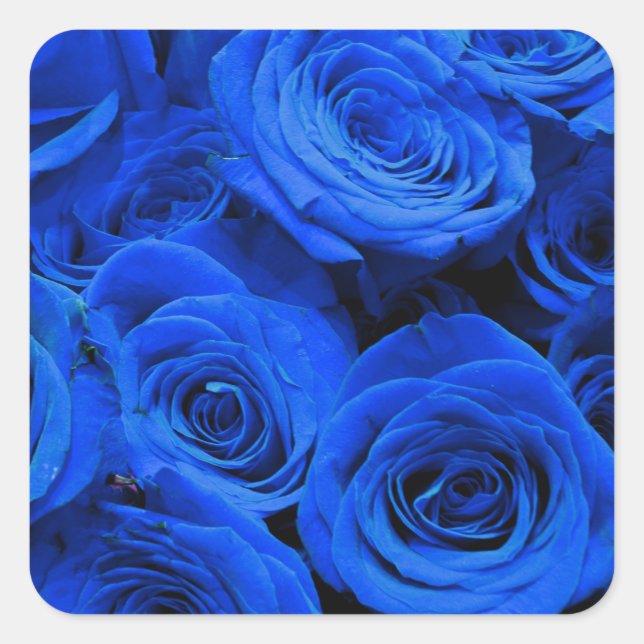 Blau blühende Blumen blauer Rose Quadratischer Aufkleber (Vorderseite)