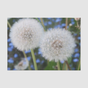 blau, Butterblume, Pflanze, Löwenzahn, Weiß, Seidenpapier