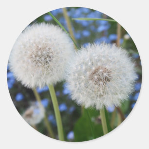 blau, Butterblume, Pflanze, Löwenzahn, Wiese, weiß Runder Aufkleber