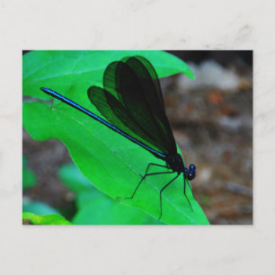 Blau Damselfly auf einem grünen Blatt. Postkarte