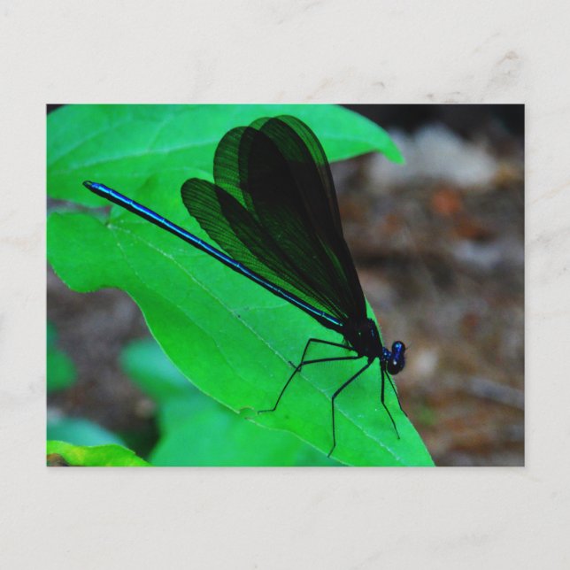 Blau Damselfly auf einem grünen Blatt. Postkarte (Vorderseite)