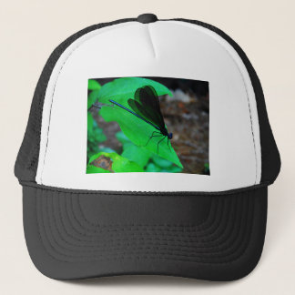 Blau Damselfly auf einem grünen Blatt. Truckerkappe