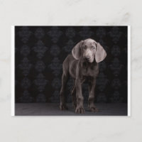 Blau der Weimaraner Welpe