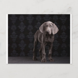 Blau der Weimaraner Welpe Postkarte