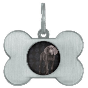 Blau der Weimaraner Welpe Tiermarke