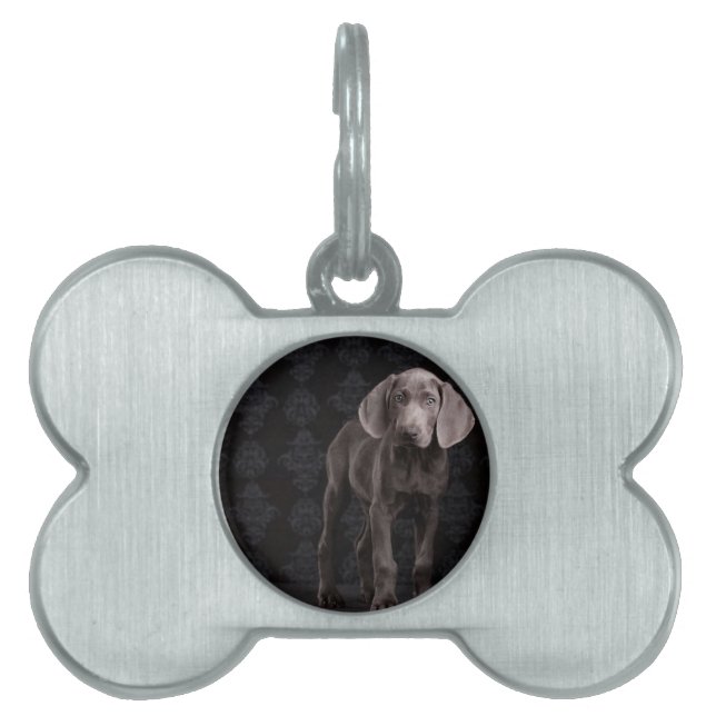 Blau der Weimaraner Welpe Tiermarke (Vorderseite)