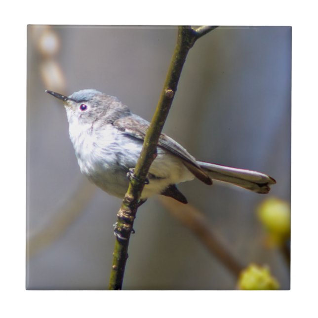 Blau-Graue Gnatcatcher-Keramik-Foto-Fliese Fliese (Vorderseite)